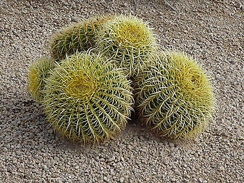 Cactus Flowers, desert, southwest, cactus, flower HD wallpaper
