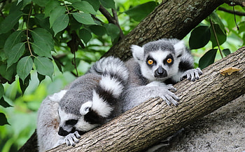 Lemur portrait, Striking , Captivating , Animal allure HD wallpaper