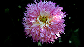FallDahlia, dahlia, flowers, fall, summer, pink, autumn HD wallpaper