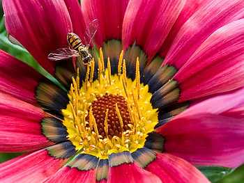 Flower an bumblebee, bumblebee, nature, flower HD wallpaper