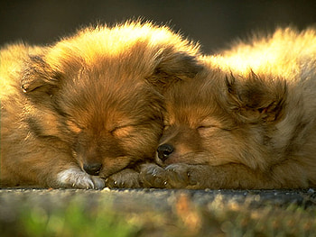 Sleeping, sweet, dog, puppy, rest, sleep HD wallpaper