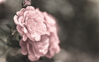 Flowers, Macro, Petals, Blur, Smooth, Buds HD wallpaper