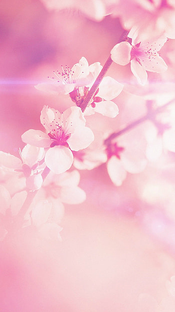 Pink, Flowers HD phone wallpaper