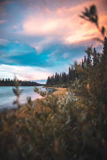 Nature, Grass, Sky, Lake, Forest HD phone wallpaper