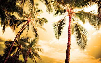 Nature, Palms, Crown, Illumination, Evening, Lighting, Crowns HD wallpaper