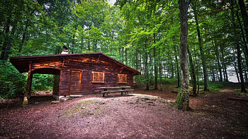cabin in a forest clearing, leaves, clearing, woos, forest, cabin HD wallpaper