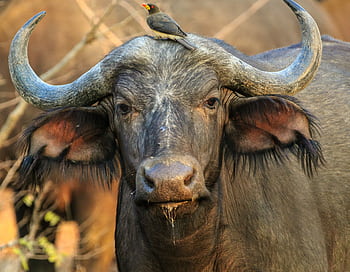 Close-up of African buffalo with bird on head in Zambia's wilderness. HD wallpaper