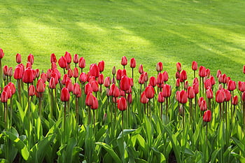 Bright red tulips blooming in a fresh green garden during springtime. HD wallpaper