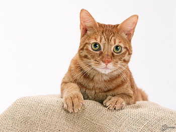 Golden kitten, animal, sweet, kitten, cat HD wallpaper