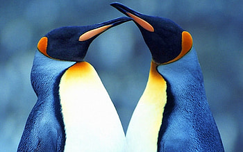 Penguin, Valentine's Day , Heartwarming cuteness, Love and penguins HD wallpaper