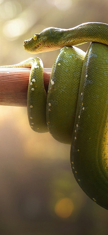 Boa snake elegance, Mesmerizing reptile eyes, snake , Tropical beauty HD phone wallpaper
