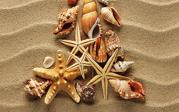 Seashells, starfish, marine, sand, beach HD wallpaper