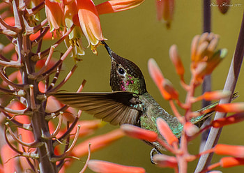 Animals, Flowers, Humming-Birds, Bird, Branch, Flight HD wallpaper