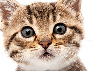 Animals, Fluffy, Kitty, Kitten, Muzzle, Sight, Opinion HD wallpaper