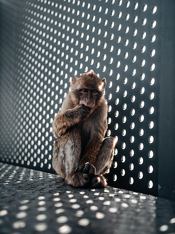 Animals, Young, Monkey, Animal, Nice, Sweetheart, Joey HD phone wallpaper