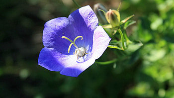 Flower, Macro, Dark, Petals HD wallpaper