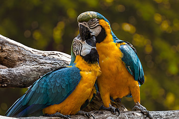 Zoo, parrot, macaw, kiss, pair HD wallpaper