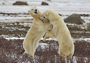 Polar Bears, bears, , polar, cool, fight HD wallpaper