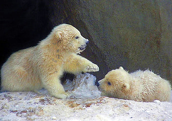 Little Bears, cool HD wallpaper