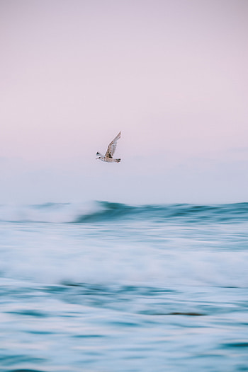 Animals, Water, Sea, Waves, Bird, Fly HD phone wallpaper