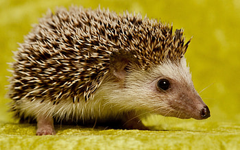 Animals, Muzzle, Prickles, Thorns, Hedgehog HD wallpaper