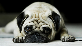 pug, dog, cute, puppy HD wallpaper