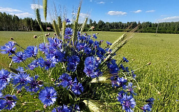 Cornflower Bouquet, Latvia, cornflowers, bouquet, field HD wallpaper