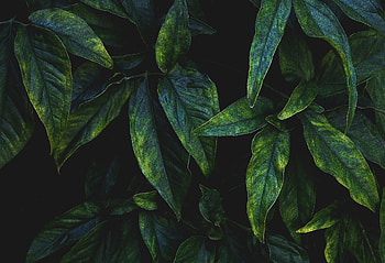 Leaves, Macro, Branches, Veins HD wallpaper