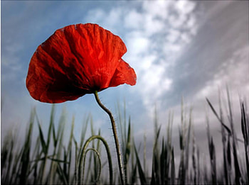 poppy, flowers, nice, red HD wallpaper