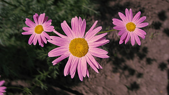 Flowers, Pink, Shadow, Sharpness HD wallpaper
