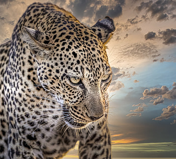 Leopard, animal, predator, spots HD wallpaper