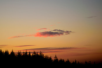 Trees, Sunset, Twilight, Dark, Dusk, Outlines HD wallpaper