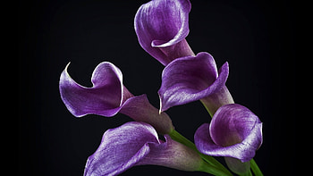 Plants, Flowers HD wallpaper