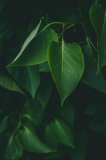 Nature, Leaves, Bush, Plant, Dark HD phone wallpaper