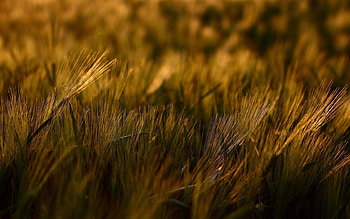Grass, Macro, Dark, Shadow HD wallpaper