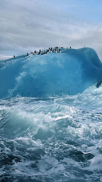 Antarctica penguins, Ice ocean, Sony Xperia Z1 ZL Z, HTC One HD phone wallpaper