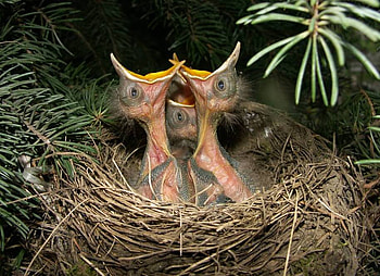 we-ARE-hungry, cute, birds, animals, hungry HD wallpaper