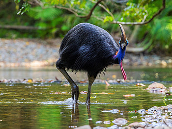 Female cassowary portrait, Gender identification, Intricate avian details, Majestic bird HD wallpaper