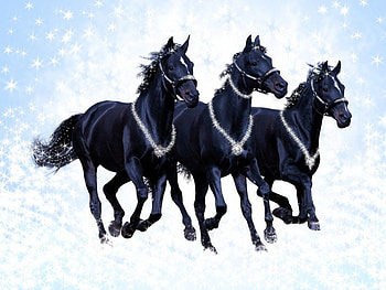 Russian troika, winter, horse, snow, troika, run HD wallpaper