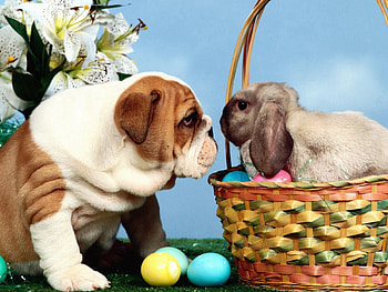 Animals, Eggs, Easter, Dog, Basket, Rabbit HD wallpaper