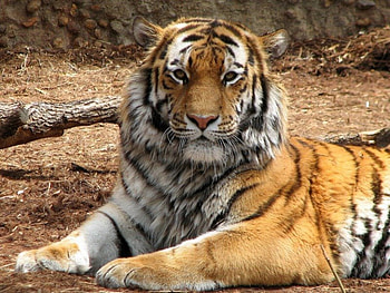 Tiger, tigers, animals HD wallpaper
