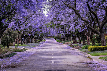 Road With Purple Trees, purple, road, nature, Tree HD wallpaper