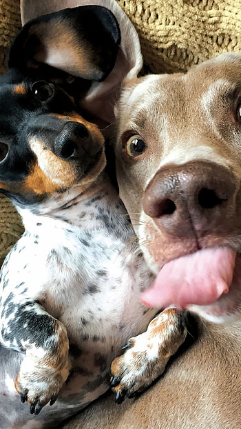 Funny, Funny Two Dogs HD phone wallpaper