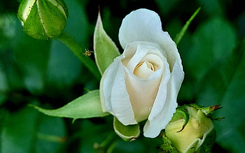 Rose, white, flower, Latvia, spider, macro HD wallpaper