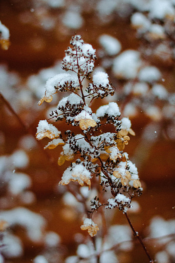 Winter, Snow, Plant, Macro, Branch HD phone wallpaper