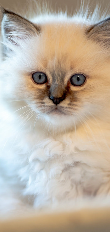 Animal cat , Feline friend, Cute and cuddly, Pet lovers' delight HD phone wallpaper