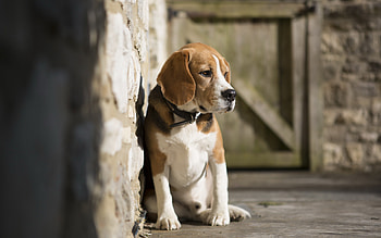 Beagle, Adorable dog breed, Cute and playful, Loyal companion HD wallpaper