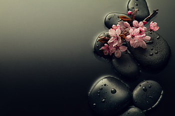 Hot spa stores, Wet, Flowers, Water, Pink HD wallpaper