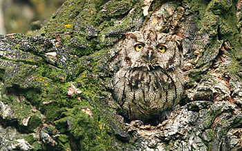 *** OWL ***, BIRDS, OWL, ANIMALS, ANIMAL HD wallpaper