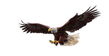 Bald eagle, bird predator, art HD wallpaper